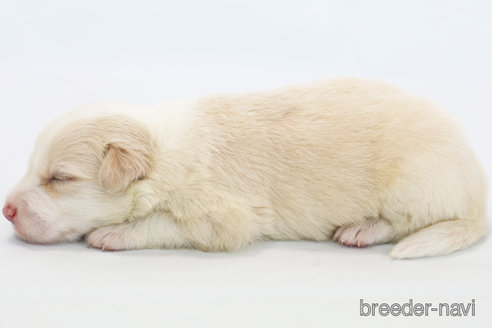 成約済の神奈川県のボーダーコリー-327510の7枚目